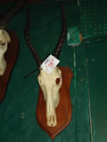 Impala Skull 001