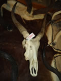 Waterbuck Skull 001