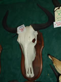 Wildebeest Skull 001
