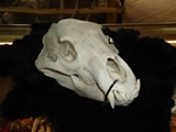 Bear Skull 001