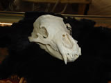 Bear Skull 002