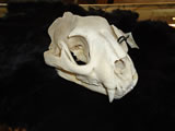 Mountain Lion Skull 001