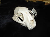 Mountain Lion Skull 002