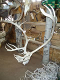 Caribou Skull 001