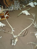Caribou Skull 002