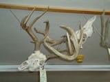 Whitetail Deer Skull - Locked Pair 001