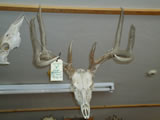 Whitetail Deer Skull 001