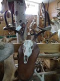 Whitetail Deer Skull 002