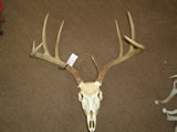 Whitetail Deer Skull 003