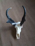 Pronghorn Skull 001