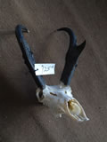 Pronghorn Skull 002