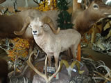 Bighorn Sheep Trophy Mount