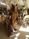 Black Bear Trophy Mount 001