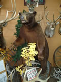 Black Bear Trophy Mount 002