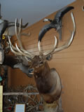 Elk Trophy Mount
