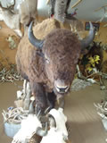 Full Body Buffalo Trophy Mount