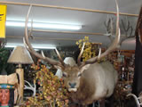 Full Body Elk Trophy Mount