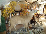 Full Body Whitetail Deer Trophy Mount