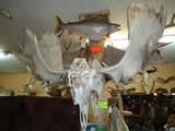 Locked Alaskan Moose Skulls Trophy
