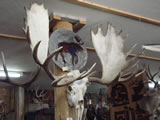 Moose Skull Trophy