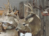 Mule Deer Trophy Mount 001
