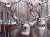 Mule Deer Trophy Mount 002