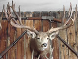 Mule Deer Trophy Mount 003