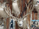 Mule Deer Trophy Mount 004