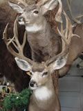 Mule Deer Trophy Mount 005