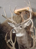Mule Deer Trophy Mount 006