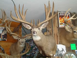 Mule Deer Trophy Mount 007