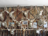 Mule Deer Trophy Mounts 001