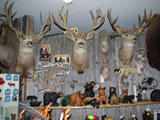 Mule Deer Trophy Mounts 002