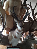 Pronghorn Trophy Mount