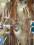 Whitetail Deer Trophy Mount