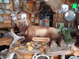Wolverine Trophy Mount